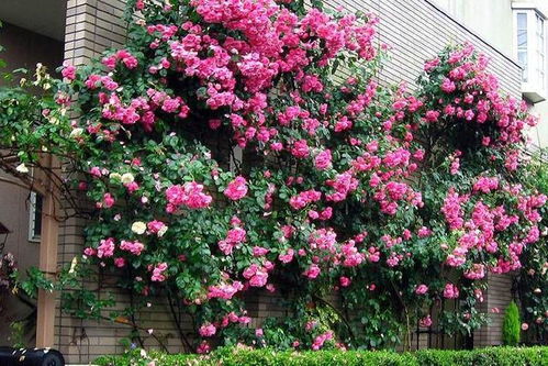 一、 藤本月季花品种介绍