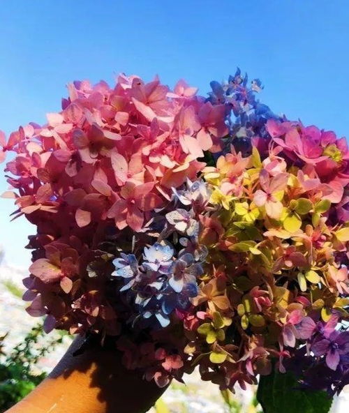 紫藤花的香气之谜