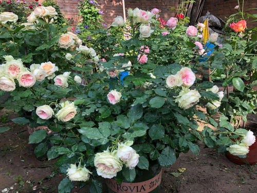 施肥篇：月季花开得旺，施肥是关键