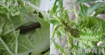 抗性问题， 要防范
