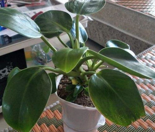 肥料的选择：乱七八糟的杂谈