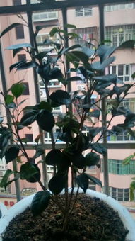 如何判断茶花是否成活？