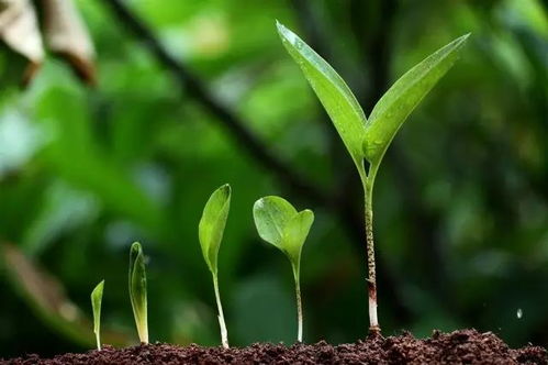 梅树种植，你准备好了吗？