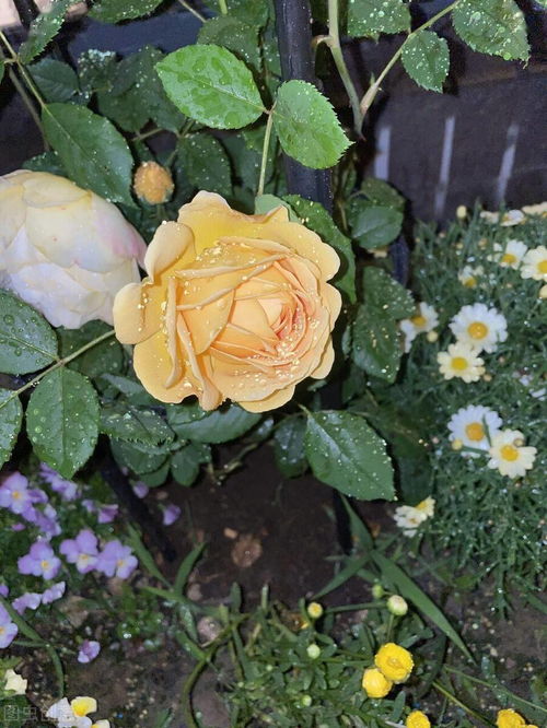 我的种植经历：从新手到老手