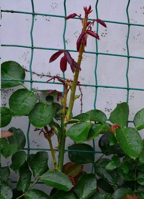 笋芽打顶，有技巧