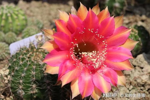 仙人球：笔筒里的长寿星