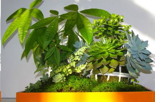 养发财树， 牢记“浇水施肥太阳光照射”三要素