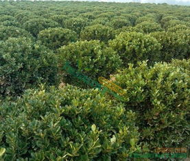 黄杨球植物分类