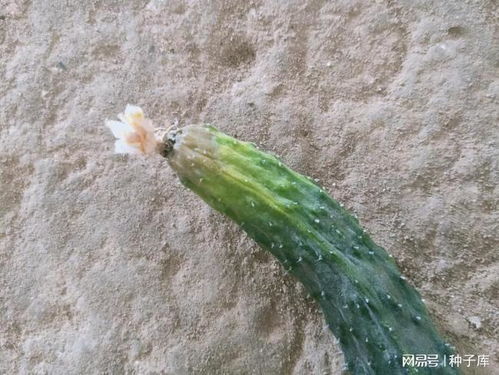 黄瓜种植的两大病害：灰霉病与炭疽病，哪种geng凶猛？