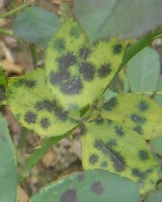 春季病虫害高发， 及时处理是关键