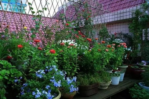 冬眠花草的逆袭：二月阳台上的花海