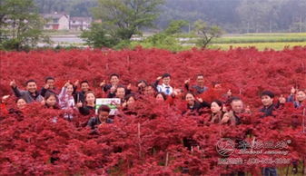 月季搭配含笑花， 优雅大方