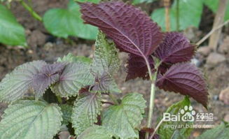 紫苏的营养价值与食用注意