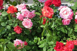 月季的种植与养护要点