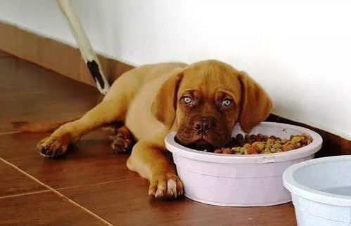 猪饲料养狗有哪些潜在好处？对狗狗健康和营养有哪些影响？