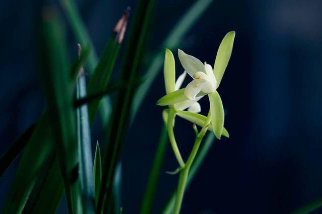 鬼兰：神秘中的神秘