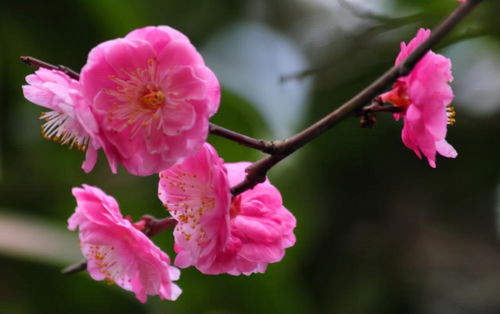 话梅与半梅的由来