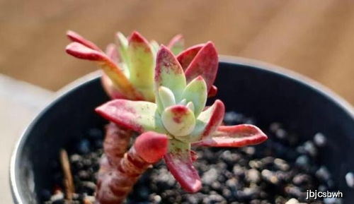 盆栽菊花脚叶怎么死了？是浇水过多还是施肥不当