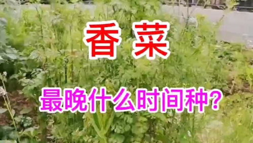 2024年秋季香菜种植的最佳季节和具体方法是怎样的