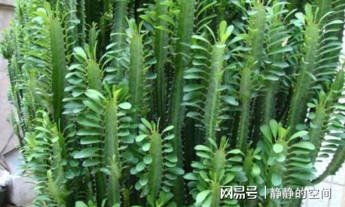 种摇钱树怎么养才能长得又高又壮？