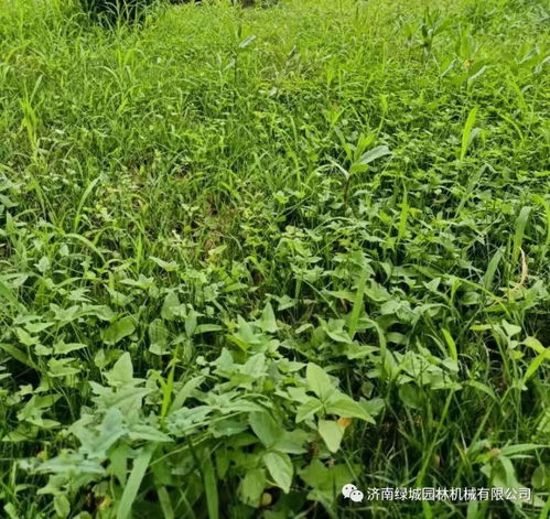 杂草清理与病虫害监控