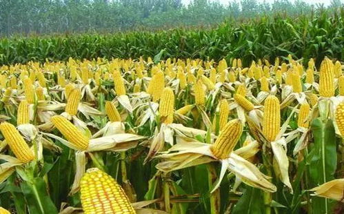 丙环唑：这东西治啥病来着？