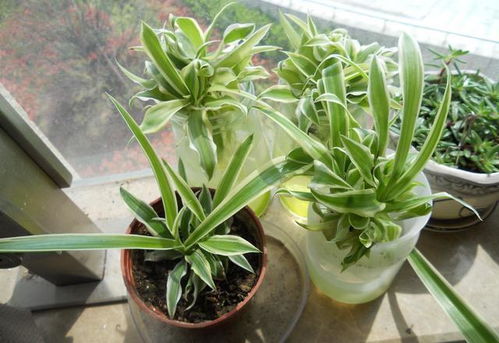 曼陀罗：美丽却有毒，谨慎选择