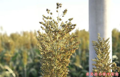 金弹子炭疽病有哪些危害？如何有效预防金弹子炭疽病的发生