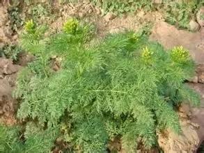 高效农药大集合