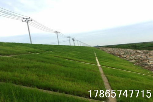 草坪改过的对比方案