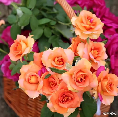 罗德斯与弗洛伦蒂娜