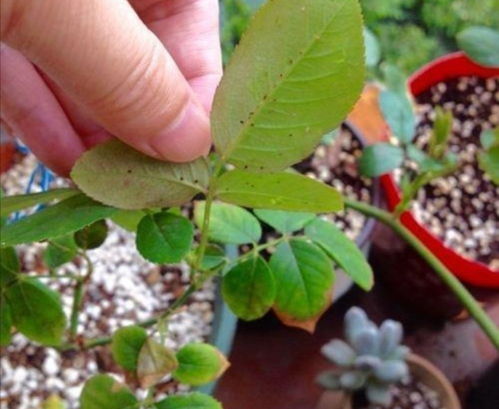 蚧壳虫防治用药