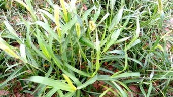 磺酰脲类除草剂：草克星、 水星、韩乐星