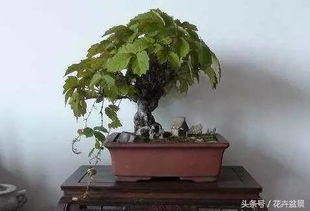 怎么养这爬山虎，我来告诉你