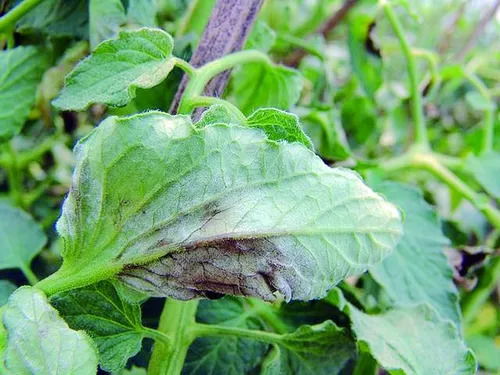 选择厂家的小技巧