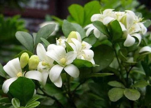 米兰花冬季为何难以存活？