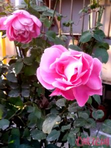 穆里尔蕾丝月季的花期有多长？