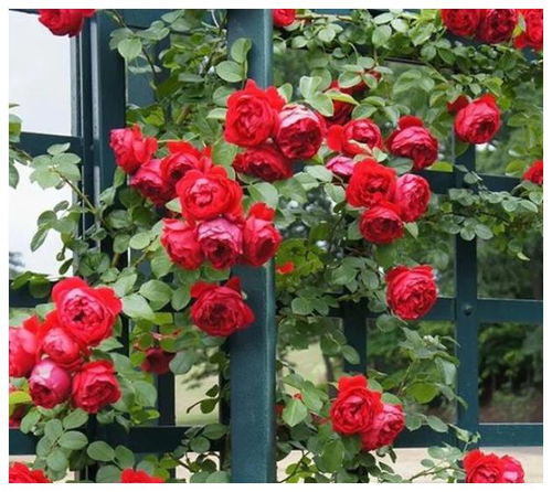 种植北极宝石月季， 你值得拥有