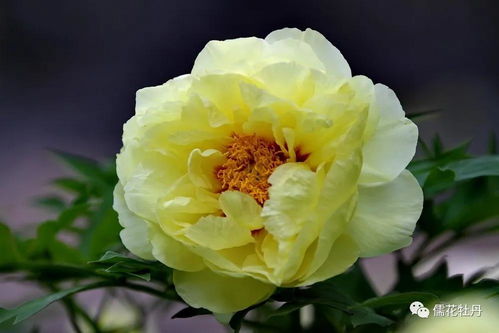 “在什么地区和季节种植牡丹花最为适宜