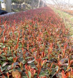 红叶石楠小苗的生长宝地