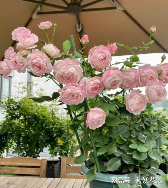 灌木月季的笋芽