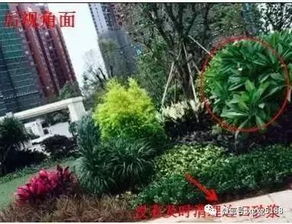 植物配置，公园绿化的灵魂