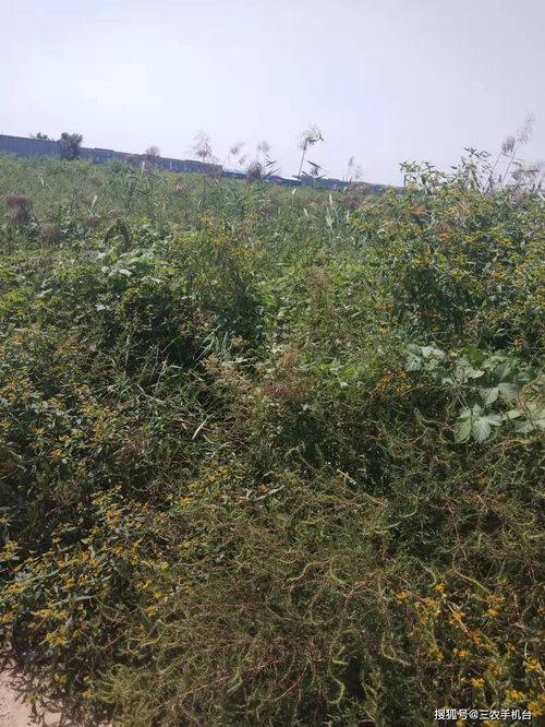 撂荒土地的演变规律