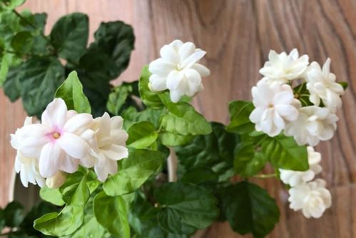 原因三：光照不足