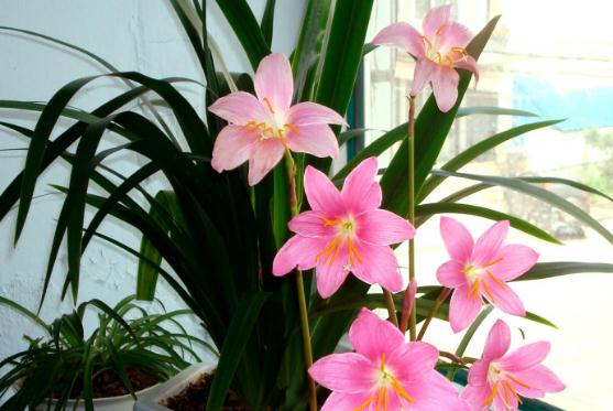 病虫害防治不可忽视