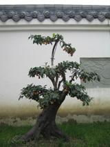 四川省紫丁香风景园林绿化有限公司：专业与口碑兼备