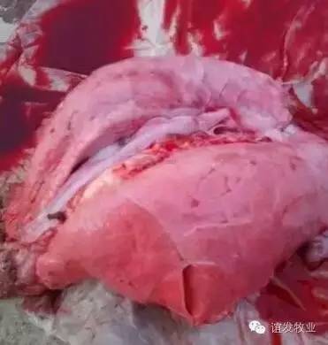 猪急性胀气如何早发现早预防，避免损失几十万？