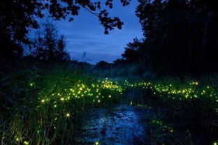 农药种类大比拼