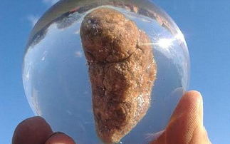 动物粪便发酵后能否作为鱼饲料的有效成分？