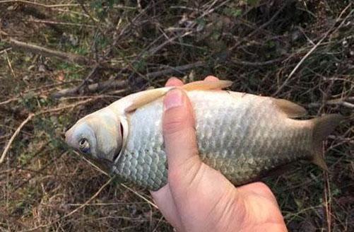 钓鲫鱼最适合的鱼饵是什么？有没有什么特别推荐的鱼饵配方？